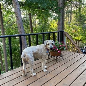 Meet your Posher, Lisa